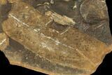 Nodule With Macroneuropteris Fern Fossils - Mazon Creek #106053-1